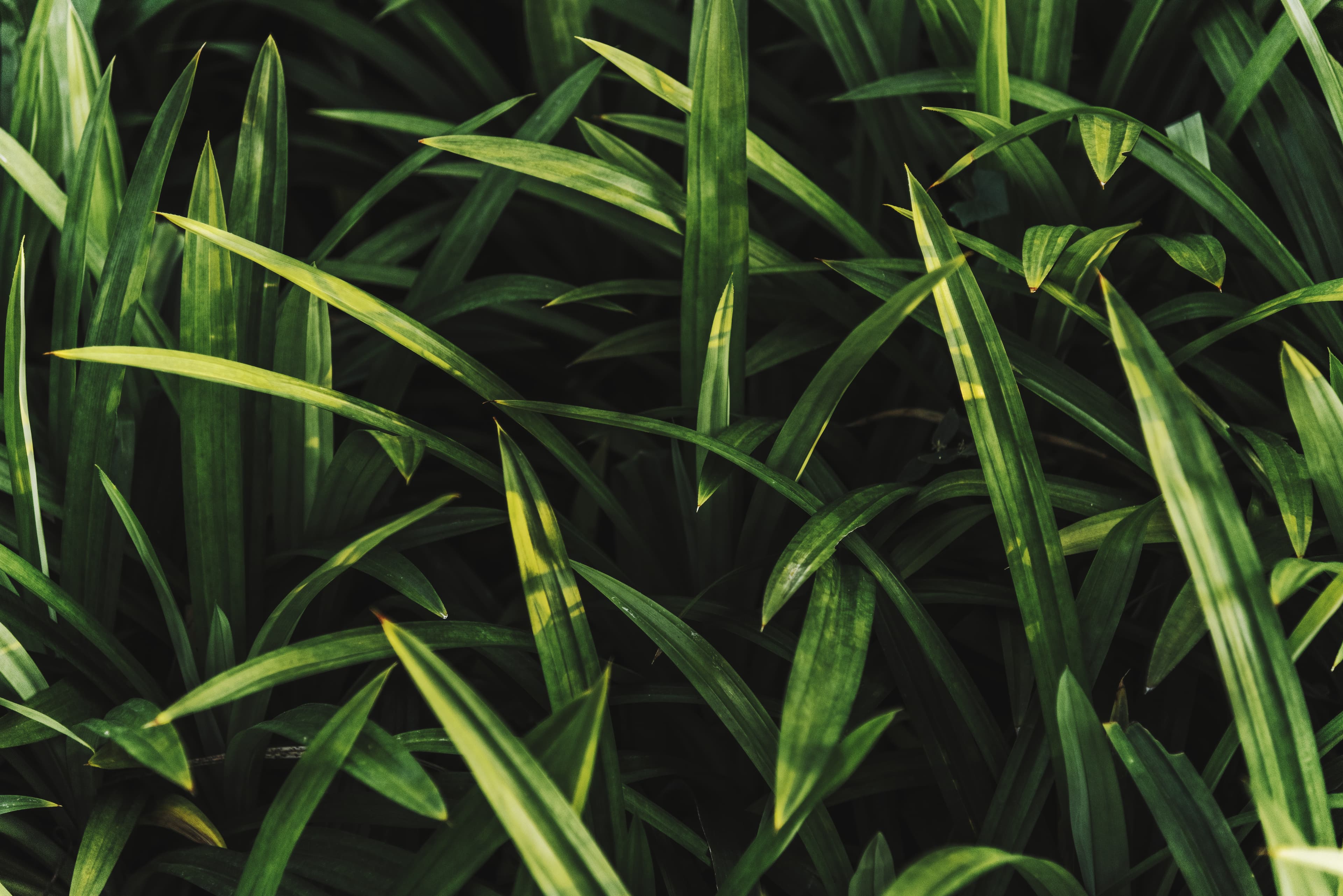 Gweel Herbal Lemon Tea – A sip of Himalayan serenity.